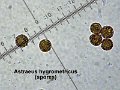 Astraeus hygrometricus-amf827-micro